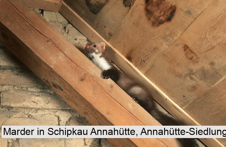 Marder in Schipkau Annahütte, Annahütte-Siedlung